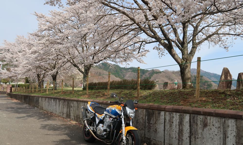桜とXJR1200改